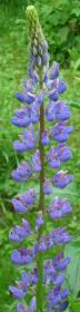 9_Lupine-zoom.jpg
