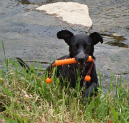 Willkommen beim Hunde-Spaziergang